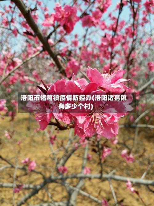 洛阳市诸葛镇疫情防控办(洛阳诸葛镇有多少个村)-第1张图片