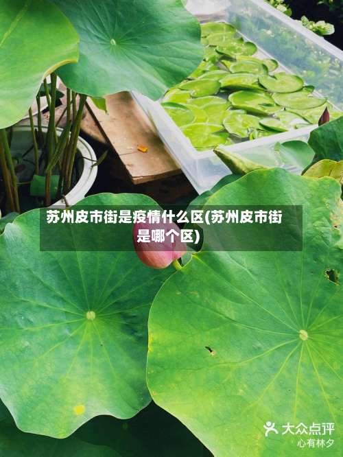 苏州皮市街是疫情什么区(苏州皮市街是哪个区)-第1张图片
